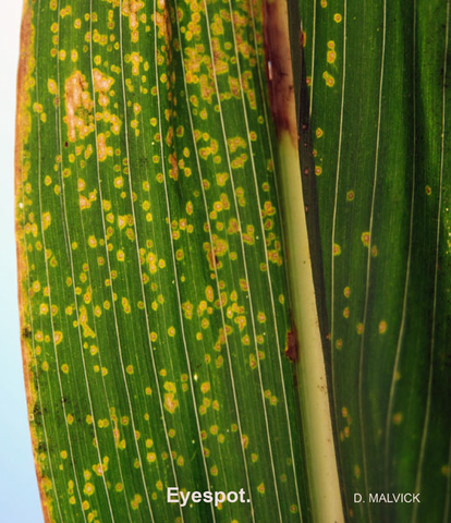 corn leaf with many tan spots circled by brown then yellow edges.