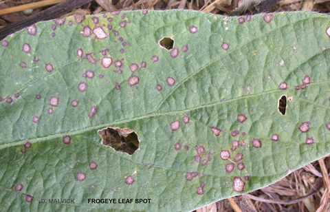 soybean leaf with three holes and many tan spots encircled by purple rings.
