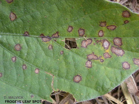 soybean leaf with tan spots encircled by purple rings also hole in leaf and at leafs edge.