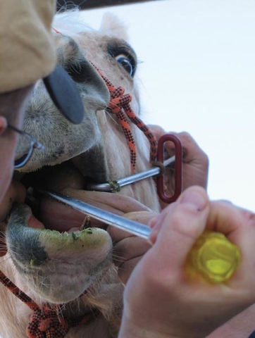 Open horse mouth with a hand holding a dental tool.