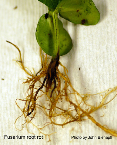 stunted soybean plant with dark spots on the leaves and decaying tap root.
