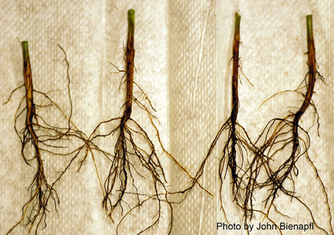 four soybean plants with tap root decay and secondary roots growing above.