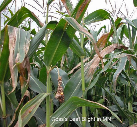 close up of corn crop with several stalks that have leaves with large brown lesions growing parallel to the veins.