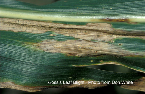 close up of corn leaf with tan lesions and brown spots on leaf vein.