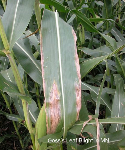corn leaf with brownish-tan lesions running parallel to vien.