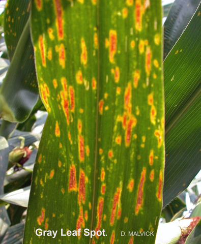 corn leaf with brown lesions and yellow halos.