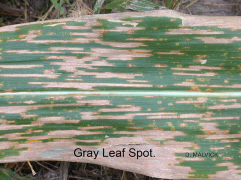 corn leaf with tan lesions that appear to be brittle, dry and opaque.