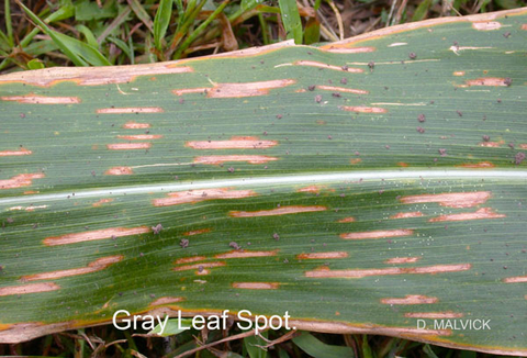 corn leaf with tan rectangular lesions.
