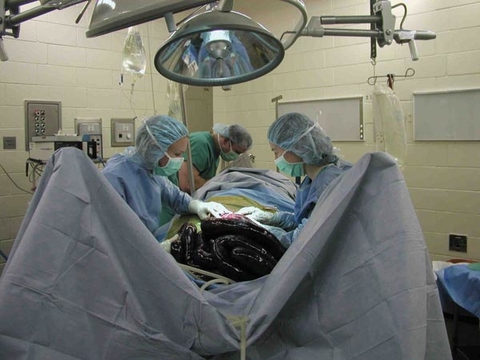 veterinarians performing surgery on a horse in a medical facility.