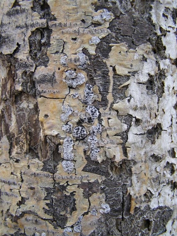 Older canker with stromata forming