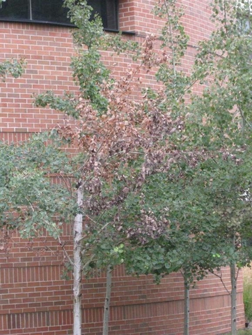 Brown leaves due to a canker