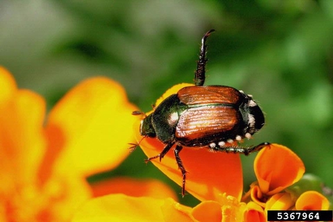 adult japanese beetle on a flower petal