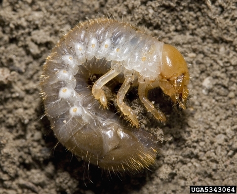 japanese beetle grub laying on soil.