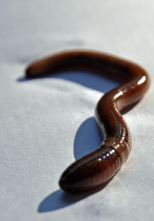 slithering worm on white table. 