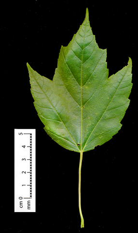 Single maple leaf next to a ruler to show size.