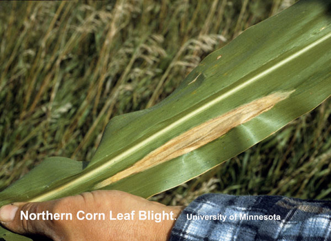 single corn leaf with tan oblong lesion parallel to vein.
