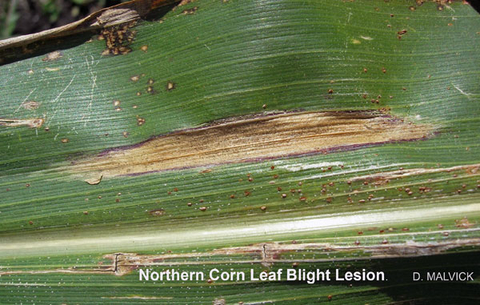 corn leaf with narrow oblong shaped tan lesion surrounded with brown edge
