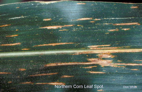 close up of corn leaf with several tan lesions with brown edges.