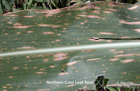 close up of corn leaf with tan lesions with brown edges.