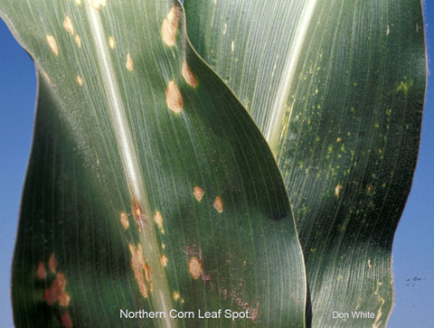 two corn leaves with tan lesions with brown edges.