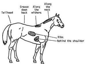 drawing of a horse with identifiers to use in assess body condition score. 