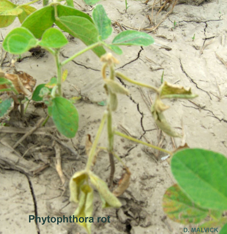 young soybean plant that is tan with wilted and dried leaves.