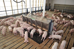 many pigs eating at feeding station and standing on raised platform.