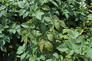 Potato plant with scorching of the leaflet margins on the older leaves