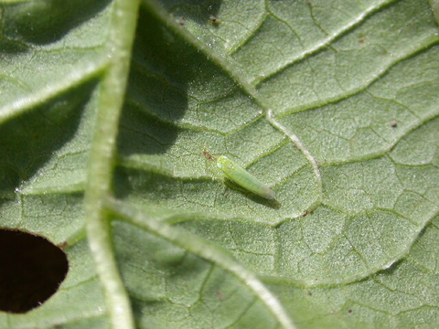 adult potato leafhopper on a leaf.