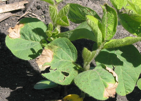 soybean leaf damaged by potato leafhopper.