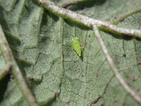 potato leafhopper nymph on a leaf