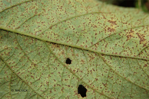 underside of a green soybean leaf with two holes and many brown blisters.