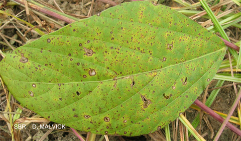 top side of a green soybean leaf with holes surrounded by tannish-brown edges and brown spots on yellow patches.