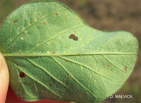 underside of green leaf with two holes and many brown spots and several clusters of brown spots.