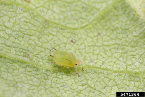 adult wingless soybean aphid eating a soybean leaf.