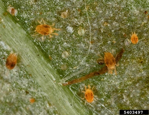 several adult twospotted spider mites on a leaf with eggs present.