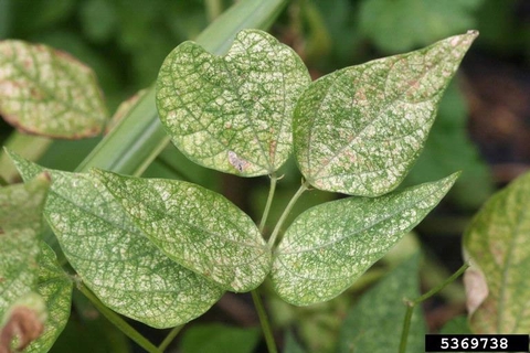 discolored soybean leaf due to twospotted spider mite feeding.