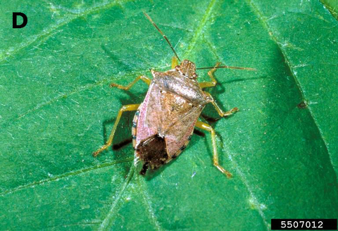 predatory spined soldier stink bug on a soybean leaf.