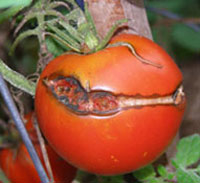 large tomato on the vine with gaping crack running from near the stem and down across the middle of the fruit