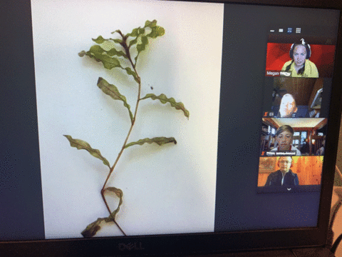 photo of water weed and students on zoom call