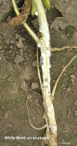 soybean stem covered with white mold and raised gray spots laying on soil.