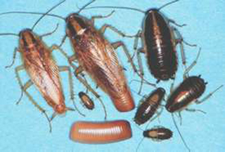 Different life stages of a German cockroach are of different sizes and colors