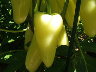 Yellow-green mariachi peppers growing on plant