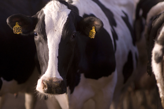 Close up of dairy cow.
