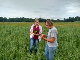 Intern Emma Severns looks at cover crops in a green field with a farmer