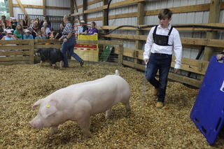 4-H youth showing swine at county fair
