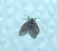 A small black fly with leaf-shaped wings