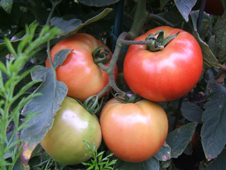 Four red and green tomatoes growing on plant