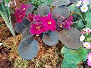 A plant with maroon flowers with rounded dark green leaves planted in tan moss next to a pink and white flowering plant