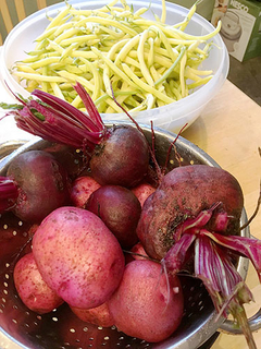 Beets, beans and potatoes in colanders.